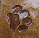 paw print tracks tan and rust