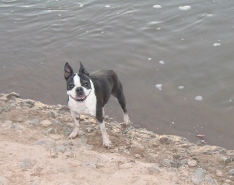 boston terrier dog