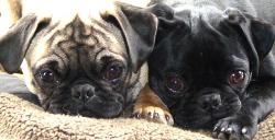 pugs