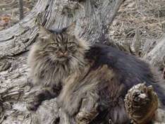 maine coon cat