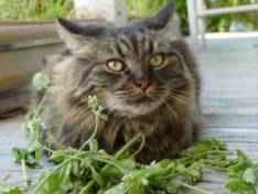 lovin catnip