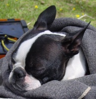 sleeping boston terrier